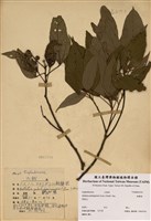 藏品(粗糠柴)的圖片